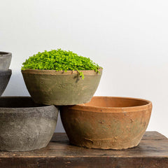 Campania Farmer's Bowl - Set of 12