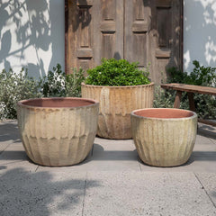 Campania Velia Planter  Vicolo Muro