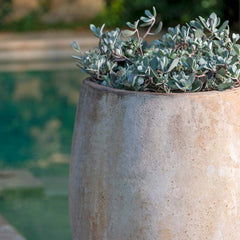 Campania Lacoste Planters