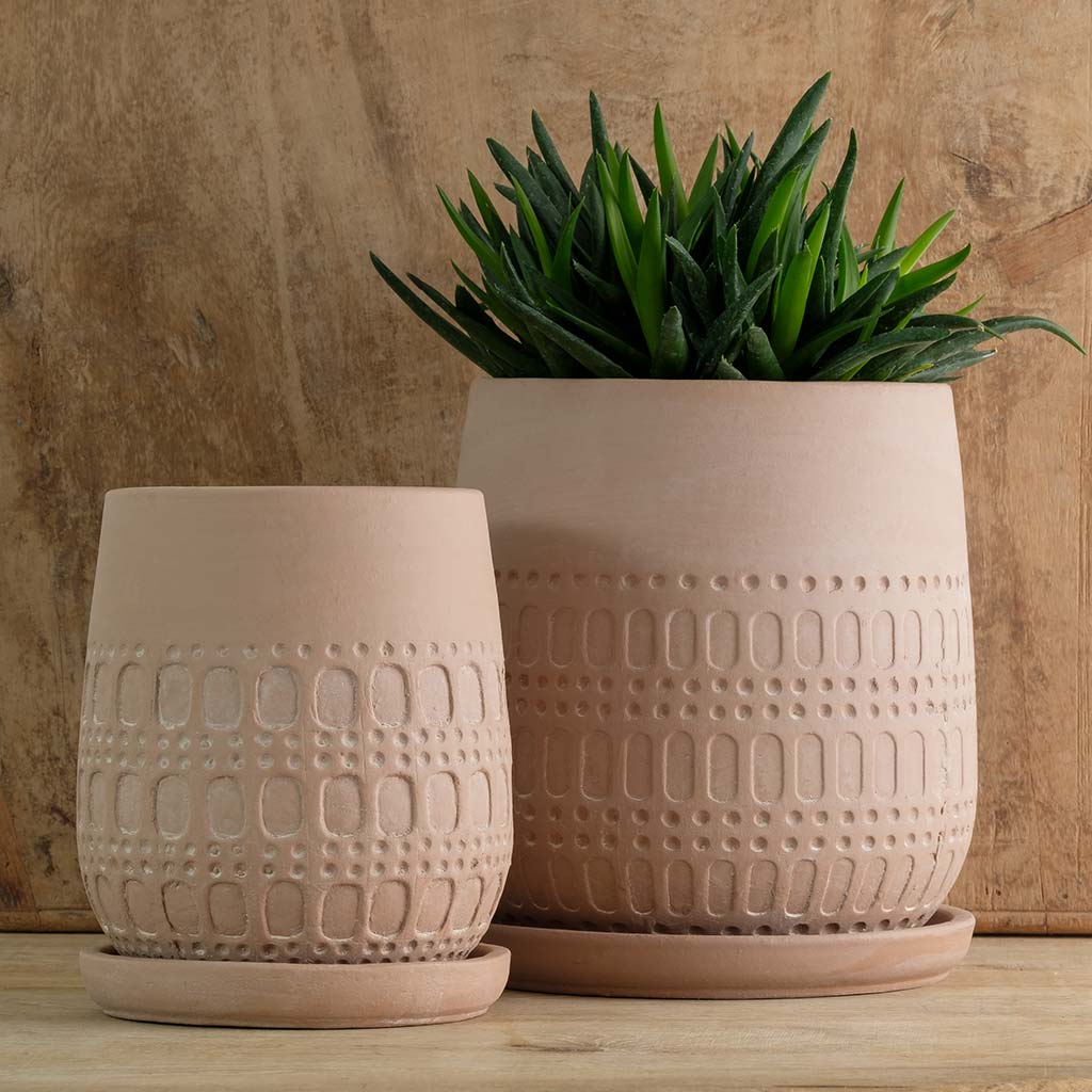 Campania Mojave Planter  Shell