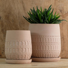 Campania Mojave Planter  Carob