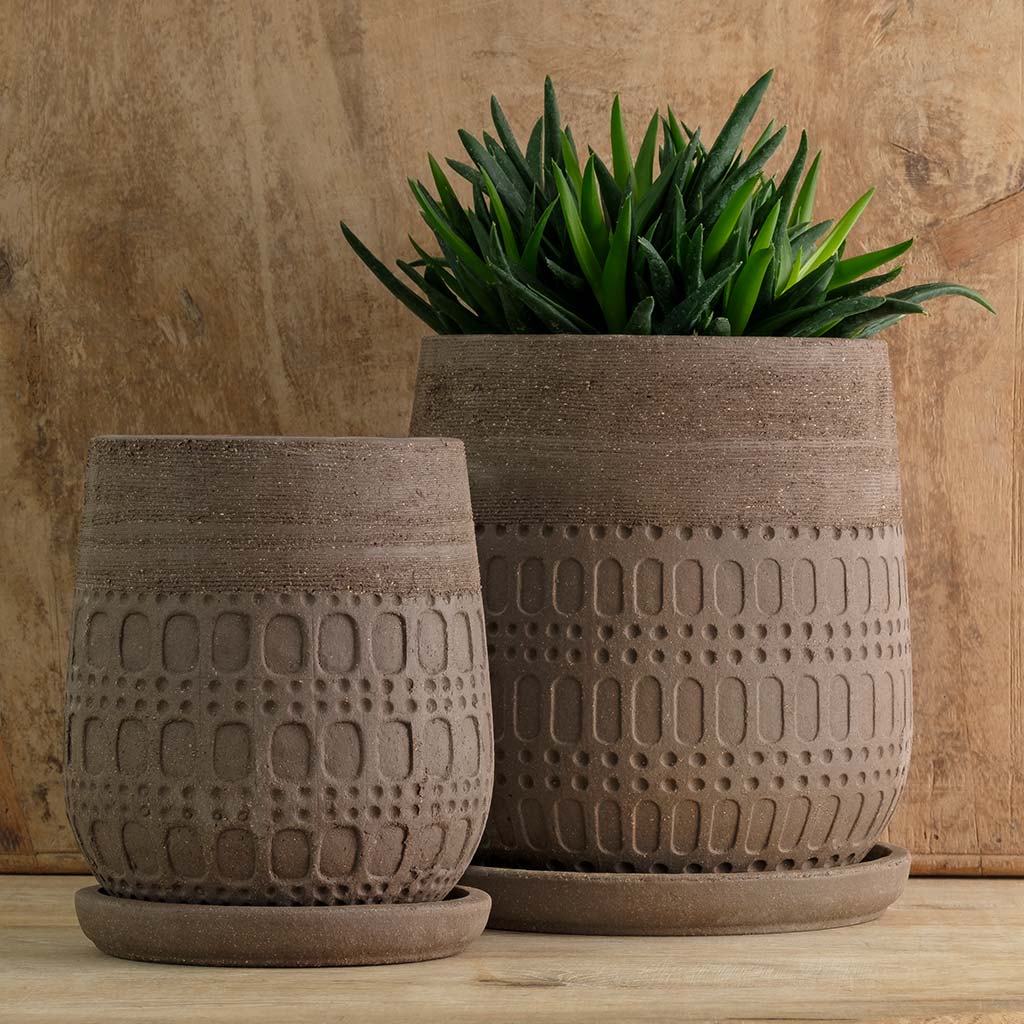 Campania Mojave Planter  Carob