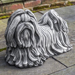 Campania Shih Tzu