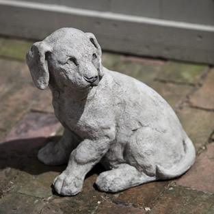 Photo of Campania Lab Pup - Marquis Gardens