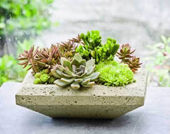 Campania Nyssa Planter