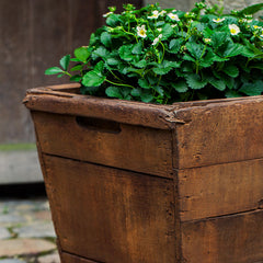 Campania Vendange Planters