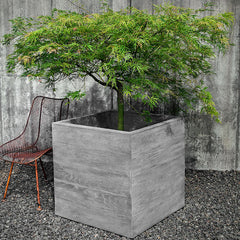 Campania Chenes Brut Planters