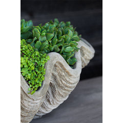 Photo of Campania South Seas Shell Large - Marquis Gardens