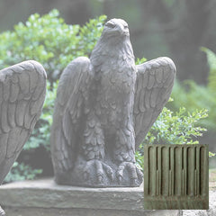 Campania Eagle Looking Left and Right