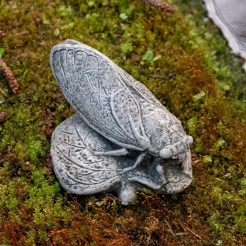 Campania Cicada