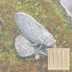 Campania Cicada