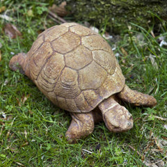 Campania Turtle