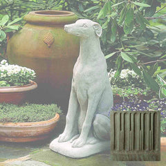 Campania Greyhound