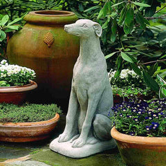 Campania Greyhound