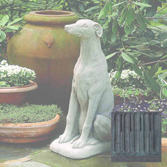 Campania Greyhound