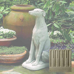 Campania Greyhound