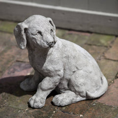 Campania Lab Pup