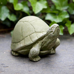 Campania Box Turtle