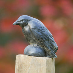 Campania Small Raven