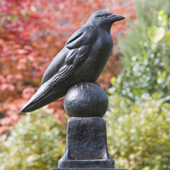 Campania Raven