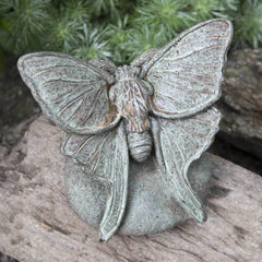 Campania Lunar Moth
