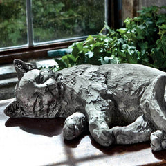 Campania Dreaming Kitty