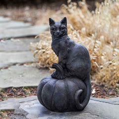 Campania Cat on Pumpkin