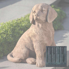 Campania Golden Retriever Puppy