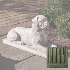 Campania Boxer