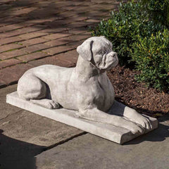 Campania Boxer