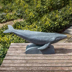 Campania Humpback Whale