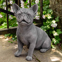 Campania Frenchie