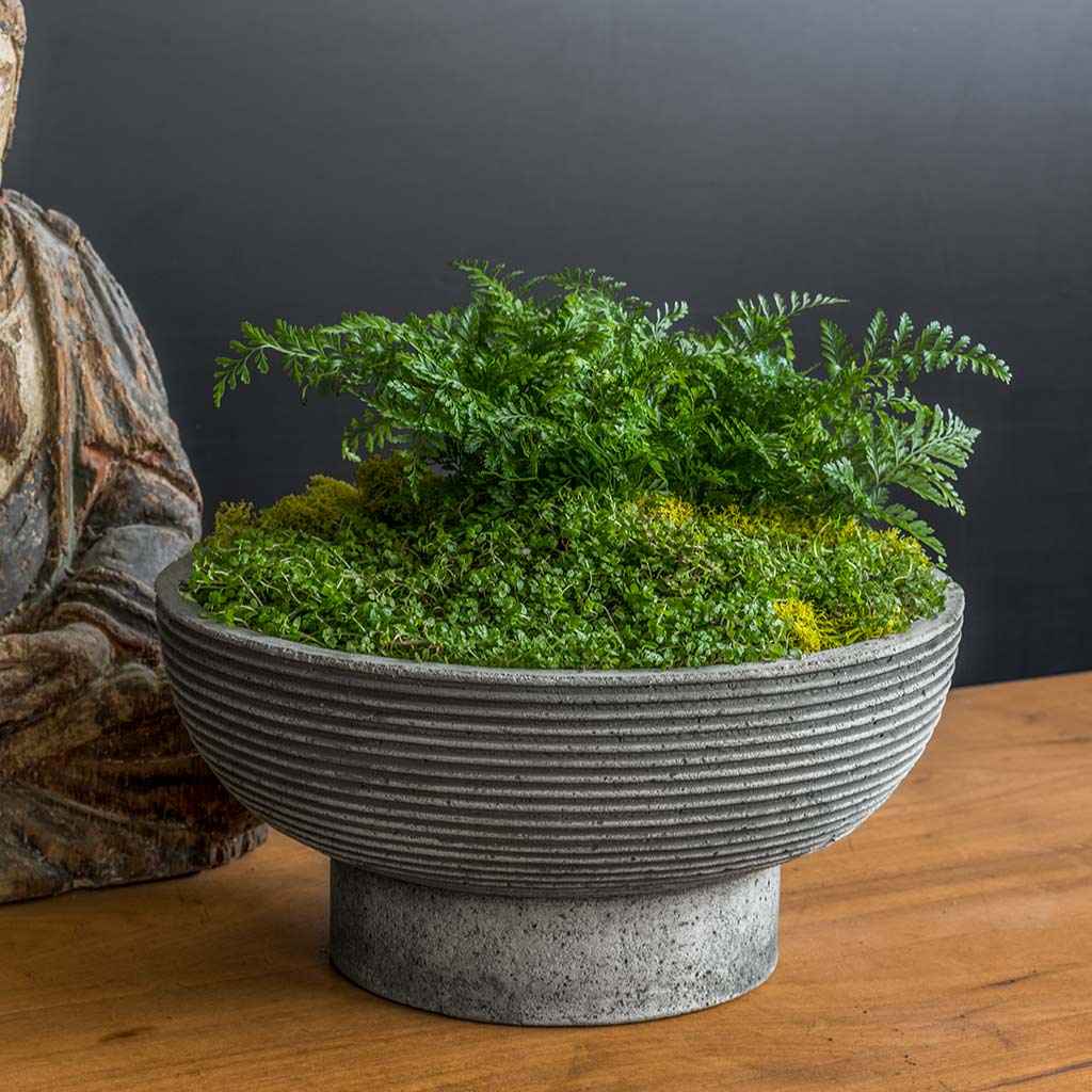 Photo of Campania Calistoga Bowl - Marquis Gardens