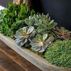 Barca Planters