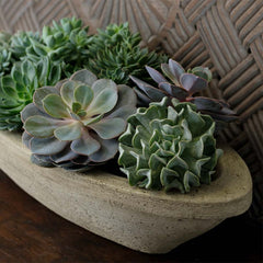 Barca Planters