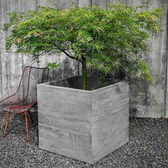 Campania Chenes Brut Planters