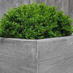 Campania Chenes Brut Planters
