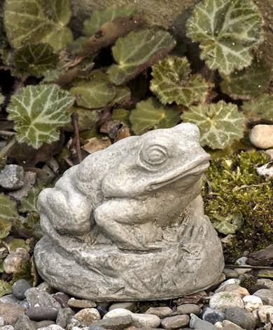 Photo of Campania Tiny Frog - Exclusively Campania