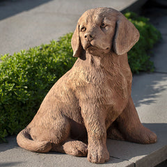 Photo of Campania Golden Retriever Puppy - Exclusively Campania