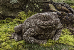 Photo of Campania Forest Toad - Exclusively Campania